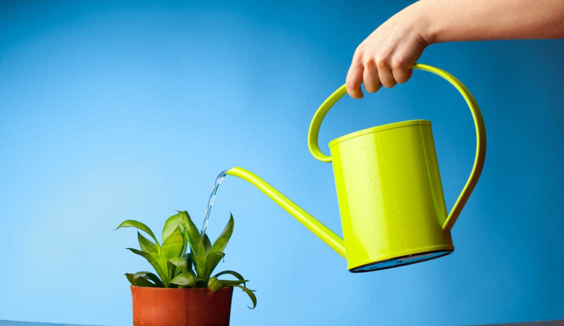 Hand holding a lime green water can, watering a small indoor plant
