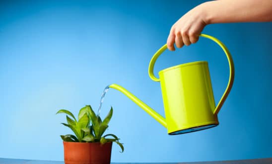 Hand holding a lime green water can, watering a small indoor plant